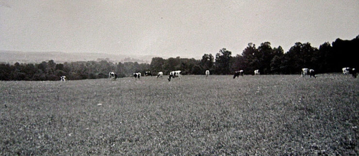 Farming in Springfield c1930 from the Collection of Joan Gripshover