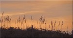 Dune Sea Oats&nbsp;Evening
