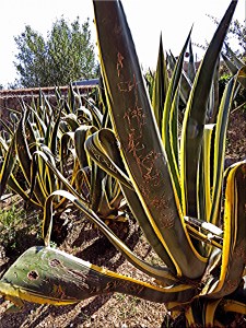 Graffiti, some Chinese?