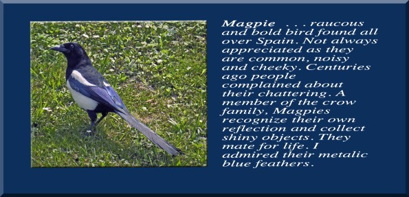 Magpie Text 4