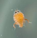 Lobster Larva JDugan