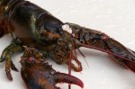 Lobster