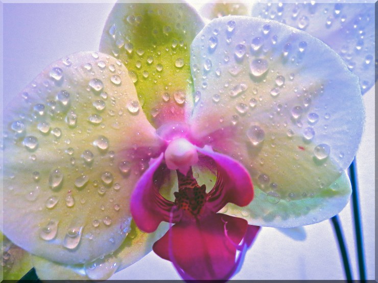 Fresh Orchid