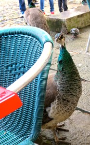 Peahen