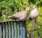 Doves