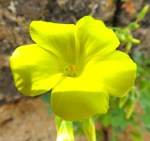 yellow flower