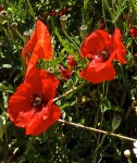 Poppies