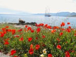 Star Clippers and&nbsp;Poppies