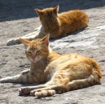 Cats of Tangier