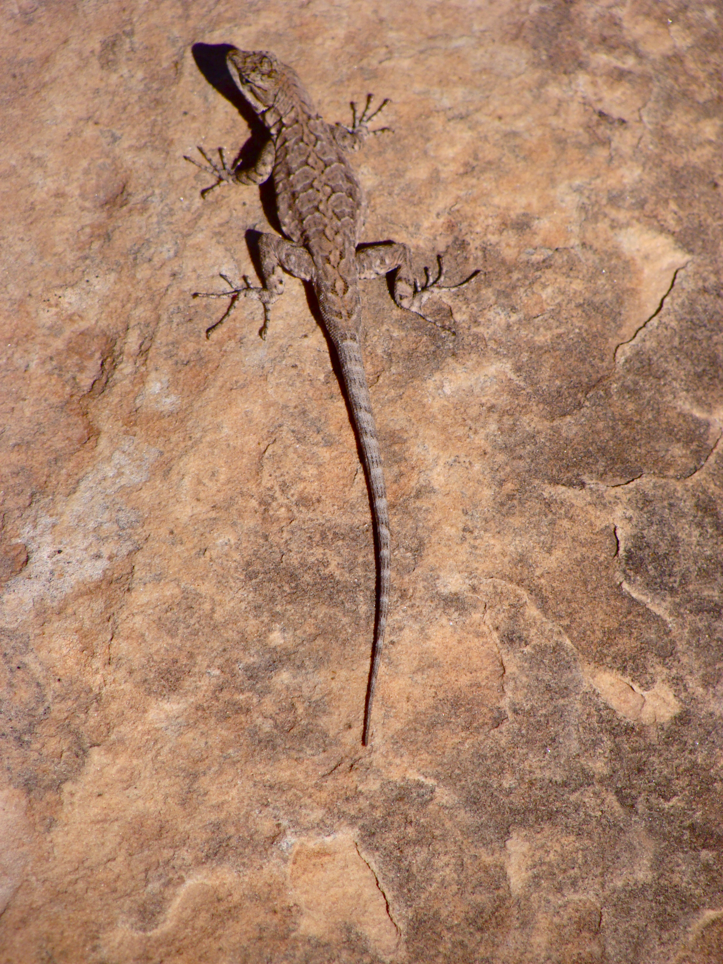 Rust Lizard Lizard | Psalmboxkey's Blog